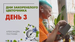 Дни Закоренелого цветочника. День 3