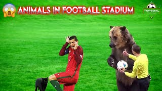 When Animal Stop the Football Match  🐕