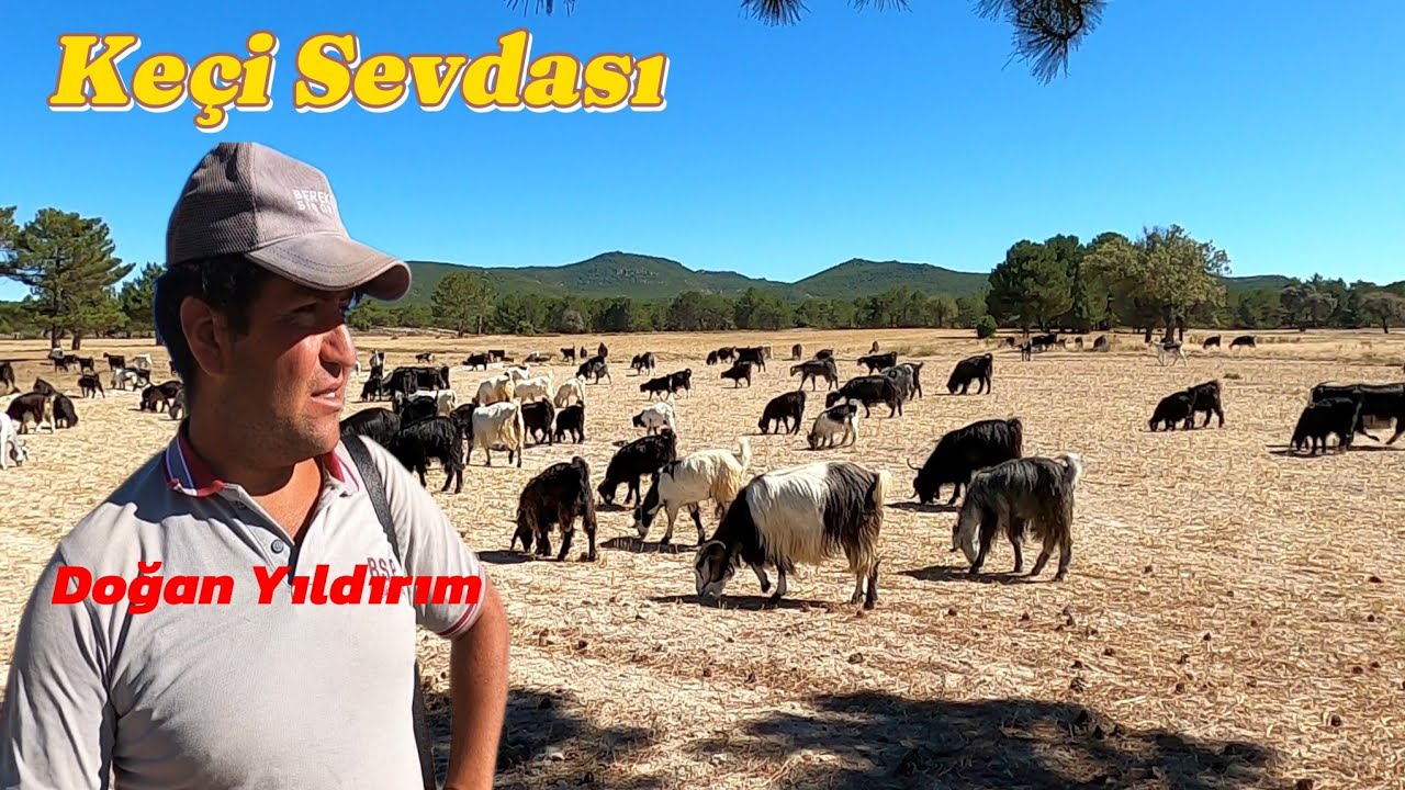 400 Hayvanı ile Keçi Sevdalısı Doğan Yıldırım Afyonkarahisar #hayvancılık #keçi 