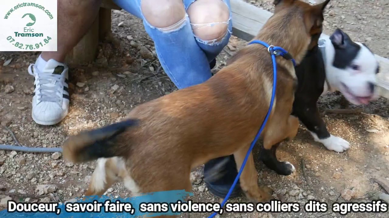 COMMENT APPRENDRE L'EDUCATION DES CHIOTS AMERICAN STAFFORDSHIRE ET MALINOIS - YouTube