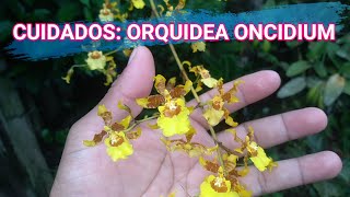 ORQUÍDEAS ONCIDIUM COMO CUIDAR ORQUÍDEAS ONCIDIUM FLORACIÓN DE ORQUÍDEAS LLUVIA DE ORO