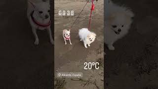 #chihuahua #собака #perro #шпиц #чихуахуа