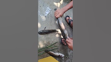 Toàn cá lóc khủng #kyuc1997