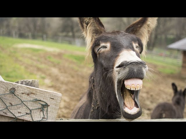 Xotinlar xorozni qanday sorishadi (xususiy) Nepara guruhining jinsiy aloqa video