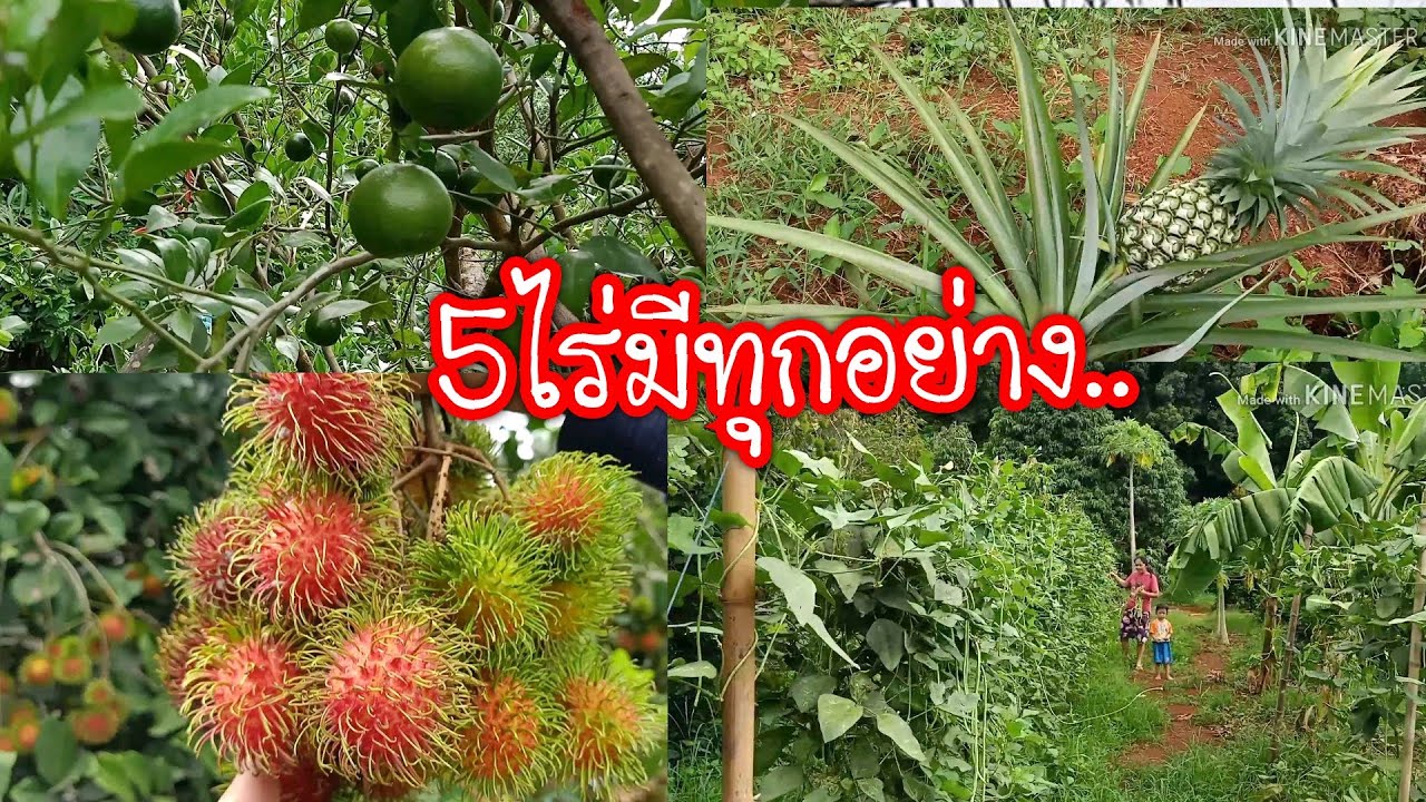 เกษตรผสมผสาน5ไร่#ขายเเค่เงาะก็ได้แสนแล้วยังไม่รวมอย่างอื่นฯ