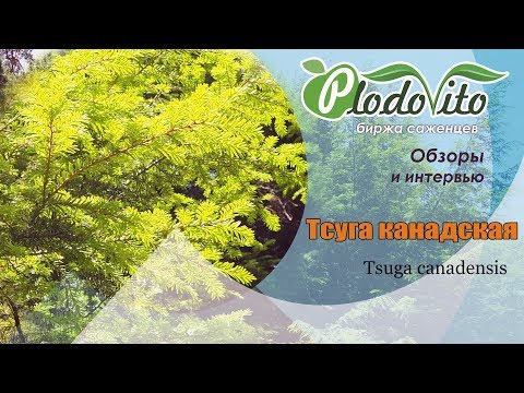 Тсуга I Tsuga canadensis
