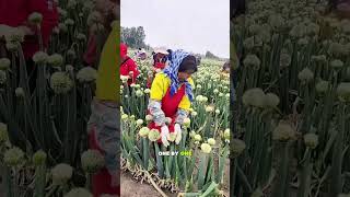 Why Are Farmers Touching Thousands of Onion Flowers 😳🧅🌱