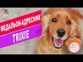 Адресник для собак Trixie | Обзор адресник для собак Trixie