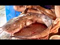 SNAKE Like Fish!! Amazing Giant Eeltail Catfish Cutting Live In Fish Market