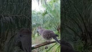 Suara Burung Perkutut Pikat Memanggil Jantan