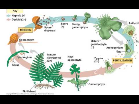 Fern