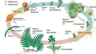 Fern Life Cycle