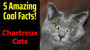 5 Fascinating Facts About Chartreux Cats