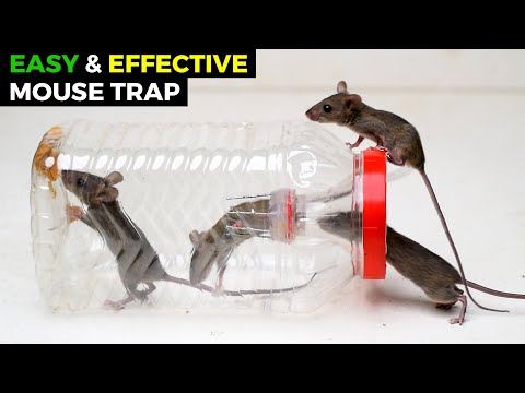 Best & Easy Humane Mouse Trap Jar/Bottle | Rat Trap Homemade | DIY Mouse Trap