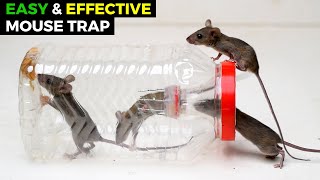 Best & Easy Humane Mouse Trap Jar/Bottle | Rat Trap Homemade | DIY Mouse Trap