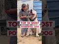 Top 10 Most Powerful Dog Breeds In 2026 Dogbreed Top10 Powerfuldogs