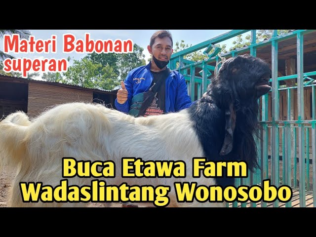 REVIEW HARGA CEMPE PE KALIGESING TRAH SAPULETE DI BUCA ETAWA FARM WONOSOBO class=