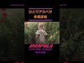 AMAPOLA(アマポーラ) ひとりアカペラ #shorts