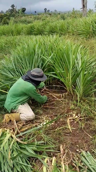 Ngarit di bank pakan rumput odot untuk 100 ekor kambing