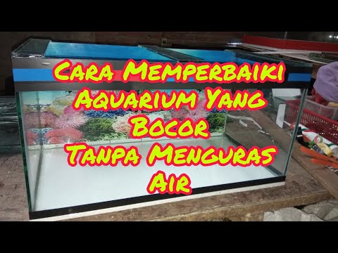 Cara mengatasi aquarium yang rembes || gini caranya... 