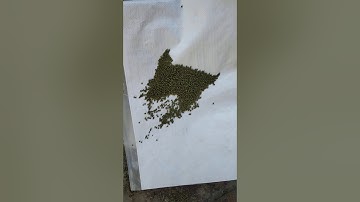 seed sorter- green moong , T20 mark color sorter