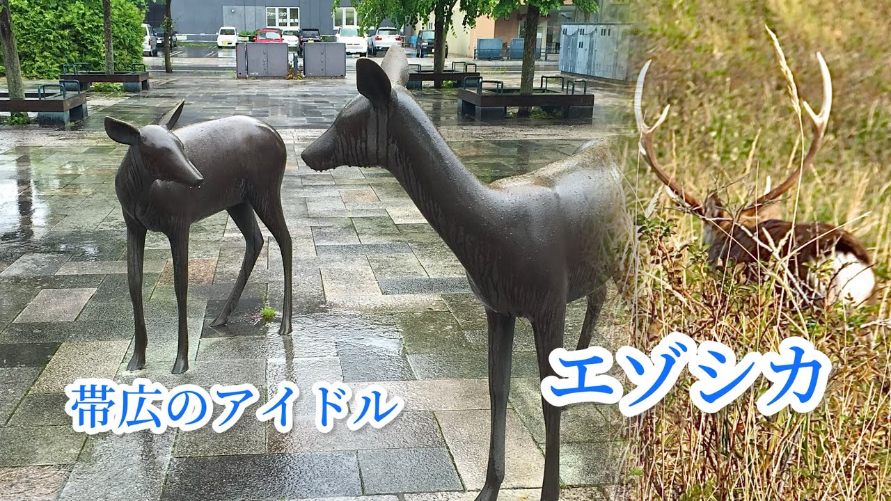エゾシカ 北海道にのみ生息する 日本にいる鹿の仲間で最大 鹿子模様 帯広市モニュメント 野生動物 - YouTube