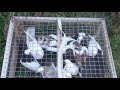 #Pigeons.Второй день тренировки пищалок.