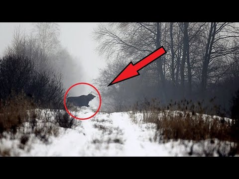 Video: The Nature Of Chernobyl Is Thriving: Scientists Record That The Exclusion Zone Is Full Of Animals - Alternative View