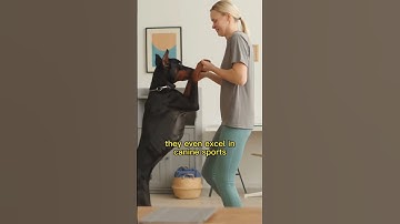 Dobermans: The Elegant and Hilarious 🐾🐶 #doberman #doglover #dogshorts #shorts