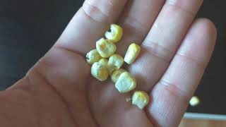 Cheese Freeze Dried Corn by Handpicked Review