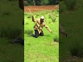 Habajuu Ko Dhuga Gochuf Cimeen Hojadha рџ Ќрџ Єрџ Є Habajuu Ko Dhuga Gochuf Cimeen Hojadha рџ Ќрџ Єрџ Є
