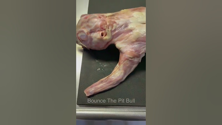 The reaction my Pitbull saw rabbit meat for the first time.