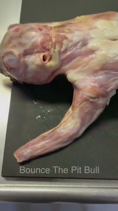 The reaction my Pitbull saw rabbit meat for the first time.