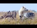 Starving Wolves Go On The Hunt | BBC Earth