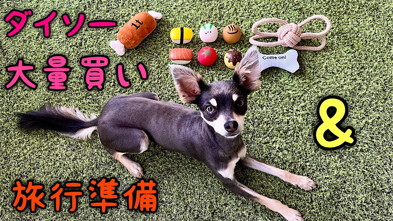 旅行の準備 ダイソーのオモチャ大量購入 チワワ ミニピン Youtube 旅行の準備 ダイソーのオモチャ大量購入 チワワ ミニピン Youtube
