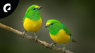 Bird Sound Effects - Royalty Free Birds Chirping Sounds for YouTube Videos 🐦