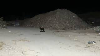 Dogs Abandoned Around My Shelter Part 9: a Month Ago: More Dogs Were Dumped Near My Shelter 😥