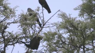 The Fruit Bats of Kathmandu