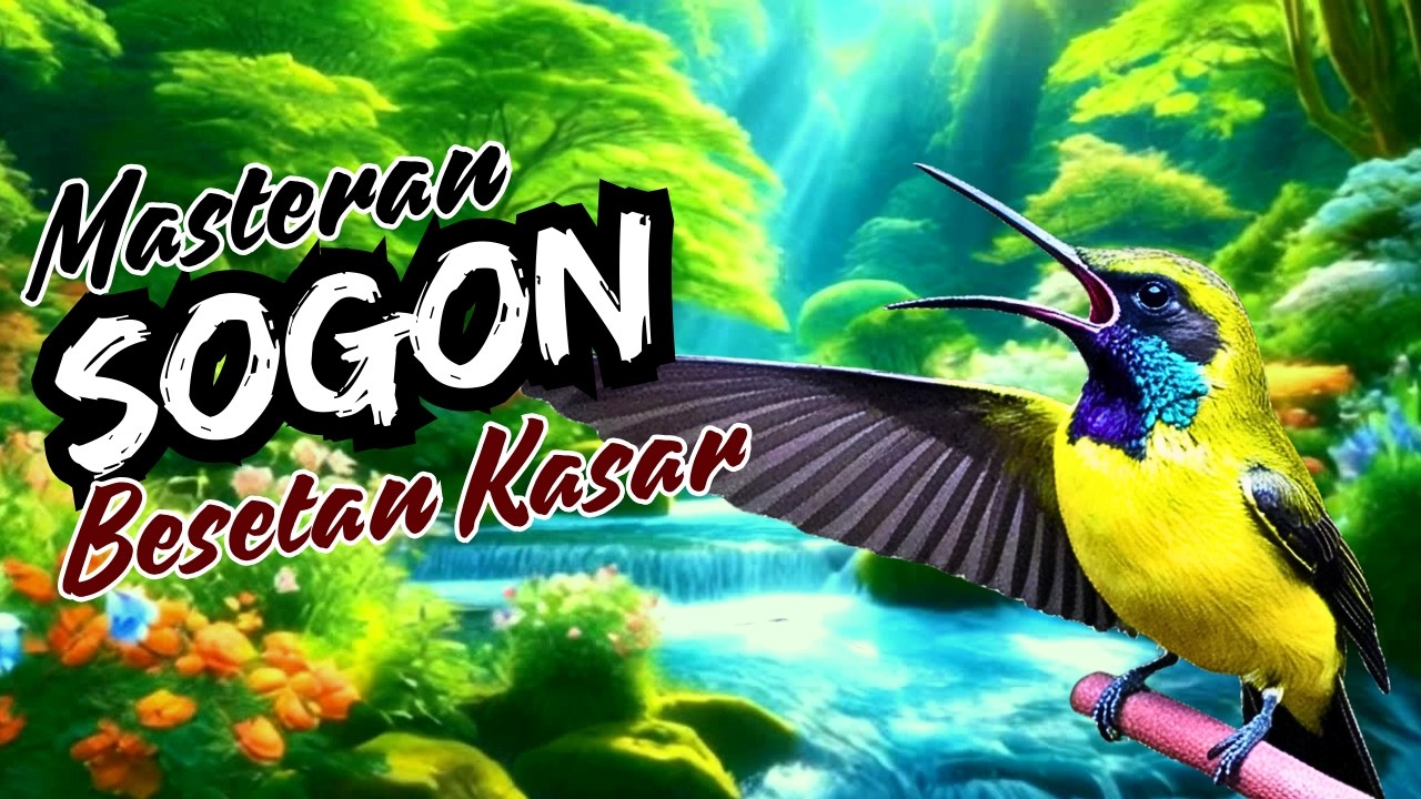 Masteran Sogon Besetan Kasar..! Paling Joss Untuk Sogon Paud, Murai, Cendet, Jalak Suren, Kolibri