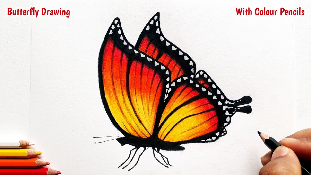 Colored Butterfly Drawing Pictures - Drawing Skill