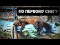 ПО ПЕРВОМУ СНЕГУ ЗА КУНИЦЕЙ#ОХОТА С ЛАЙКОЙ #ХОРОШАЯ ОХОТА#