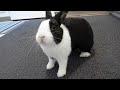 Rabbit turns nasty