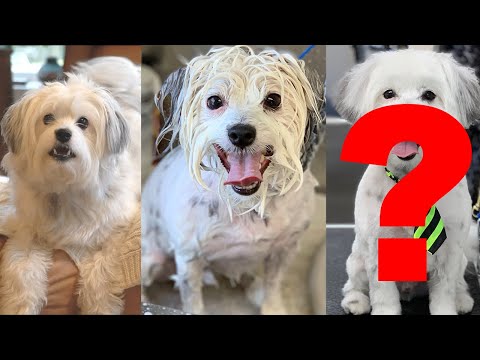 funny-dog-haircut-before-and-after---family-reacts!