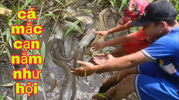 BẮT CÁ CẠN ĐƯỜNG NƯỚC RUỘNG KHÔNG NGỜ RUỘNG NÀY CÁ NHIỀU GHÊ | Phúc TV 84 /catch fish