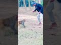 এ দেখি আসলেই একটা মা‘ল‘রে🤣🥹 #funny #monkey #comedy #unitedstates #shorts