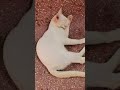 Cute 🥰🥰 #cat #shortvideo #cutecat #cute #kitten