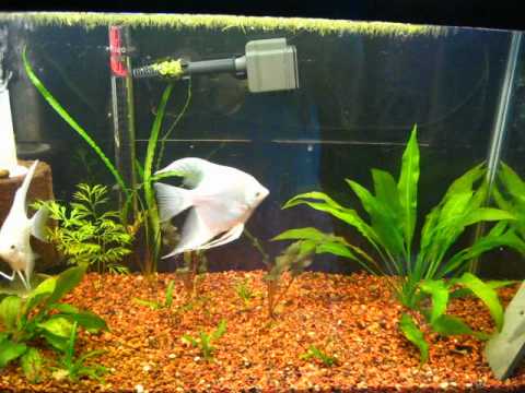angelfish 20 gallon tank