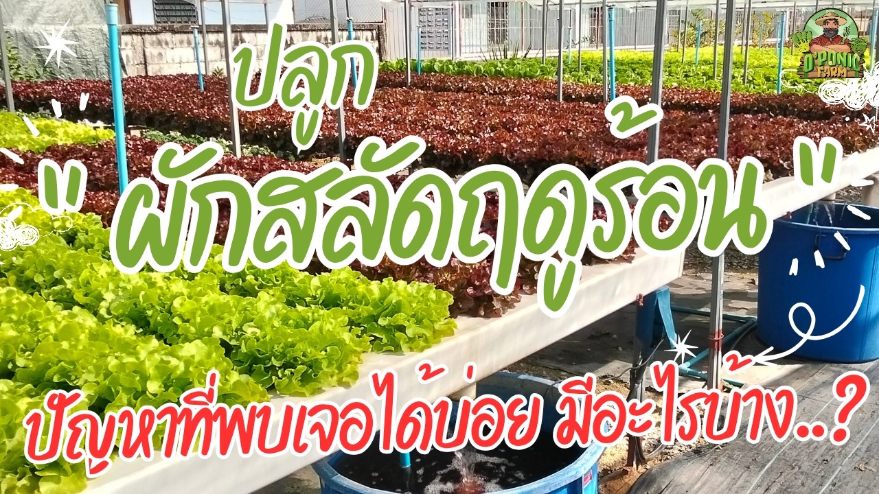 ปลูกผักสลัดฤดูร้อน ปัญหาที่พบเจอได้บ่อยมีอะไรบ้าง #ผักไฮโดรโปนิกส์ #ผักสลัด #ฟาร์มผัก #โคราช