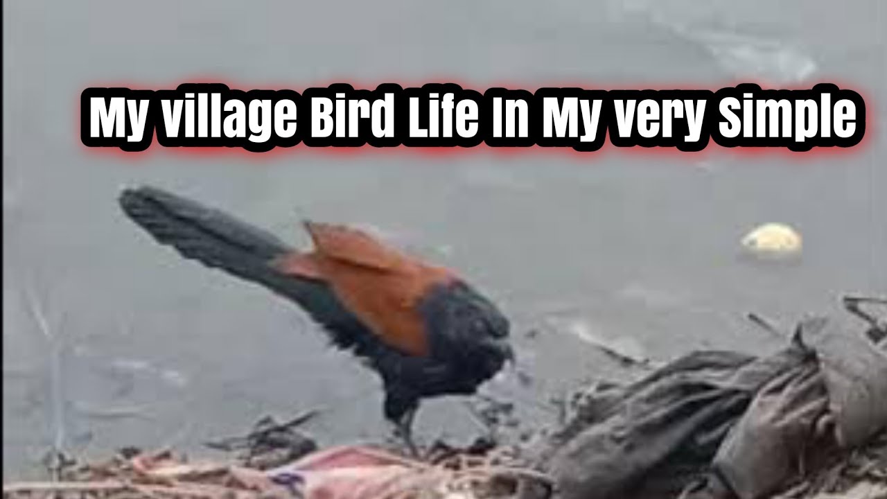 My village Bird Life In My very Simple