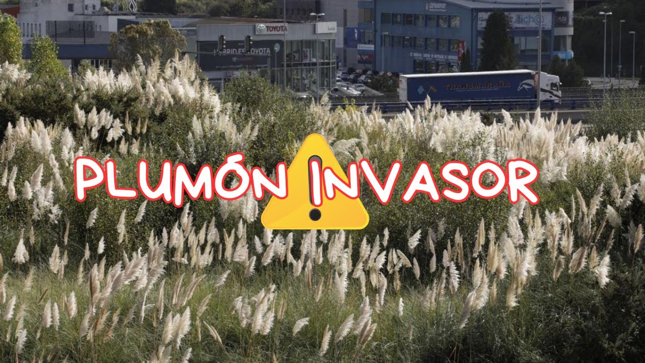 🌿 El Plumón: La Planta Invasora Que Cambia Nuestros Paisajes 🌍